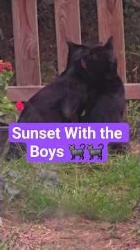 Golden hour with Chococat & Shadow ✨ Sometimes peace comes in the tiniest moments. 🧿