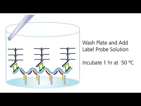 QuantiGene-Singleplex-Assay-How-It-Works