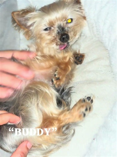 That’s not my name #yorkie