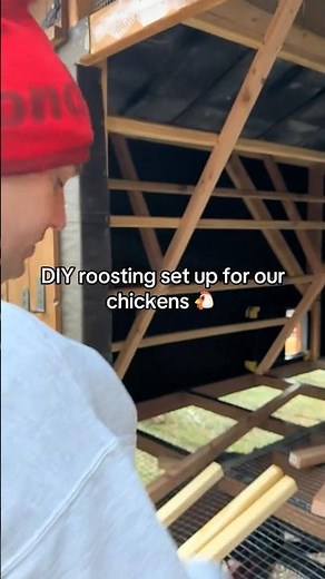 DIY chicken roost setup! 🐔 Simple, functional, and flock-approved! 🐓 #FarmLife #ChickensOfTikTok