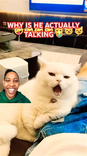 #subscribe /📞 Cat Calls Me… and WHAT Happens Next 😂🐱#shorts #cat