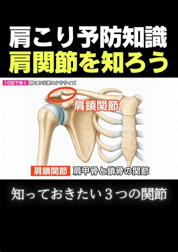 肩こり予防知識 肩関節を知ろう #肩関節 #肩こり @のぐち先生|美容整体師&トレーナー