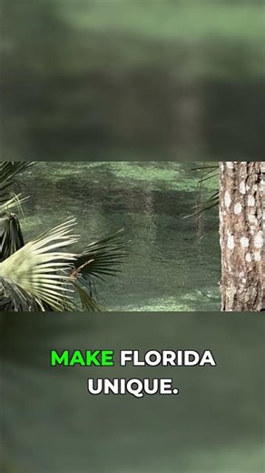 Why This Hidden Force Makes or Breaks Florida's Entire Ecosystem #environmental #science