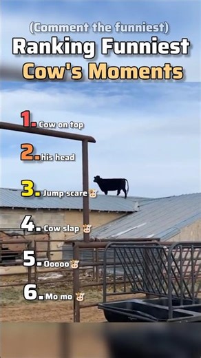 Funniest Cow Moments 😂🐄 | Comment the Funniest!