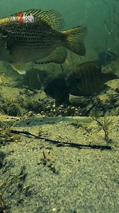 Footage likes this gives us a profound appreciation for the unique fish behavior and biology of bluegills. Take a kid fishing this weekend and spread the love ❤️. | Wired2Fish