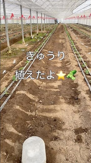 【キュウリ栽培】キュウリ苗ポッドを堅実なプレースタイルで確実にアウトにするベテラン守備職人🥒 #farming #農業 #家庭菜園 #自然 #農家 #野球#プロ野球#守備職人