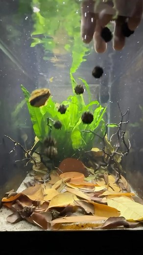 Daku Aquatics on Instagram: "Making an EASY breeding tank with a Java Fern mat and a BUNCH of botanicals! #botanicals #javafern #fishbreeding #dakuaquatics #fishkeeping #aquarium #aquariumhobby #fish #aquascape #freshwateraquarium #aquariumfish #plantedtank #aquariums #tropicalfish #fishkeeper #aquascaping #aquariumlife #plantedaquarium #nanofish #aquariumsofinstagram #freshwaterfish #freshwatertank #aquascaper #natureaquarium #freshwater #fishofinstagram #nature #nanotank #fishroom"