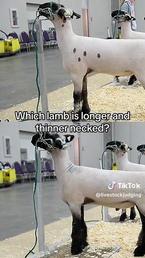 Mastering Livestock Judging: Tips, Training, and Techniques