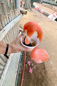 Flamingo dinner time! 🌮🦩 | San Antonio Zoo