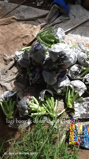brokoli super #fyp #pengikut #pasarinduktanahtinggi