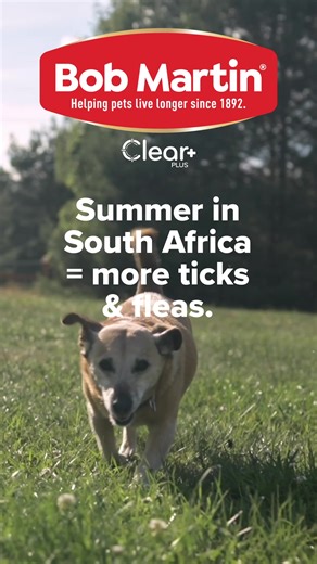Did you know? A single flea can lay up to 50 eggs a day, turning one bite into a full home infestation.​ Ticks, on the other hand, can carry harmful diseases that affect both pets and their humans.​ Protect your pet before parasites strike.​ Bob Martin Clear Spot-On provides up to 5 weeks continuous defence, kills ticks & fleas before they spread, and is super easy to apply, just a quick spot treatment once a month.​ Safe for puppies, dogs and cats, and perfect for active summer lifestyles.🐶🐱​