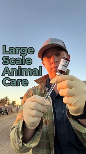 3.7K views · 57 reactions | TB testing day! 喙 Over 1,000 heifers to check, and yes, it’s just as busy as it sounds! No matter how many animals I’m caring for, each one gets the same level of attention, care, and respect. Every heifer matters, and maintaining herd health starts with making sure each individual is healthy too. ❤️ #dairy #cows #tuberculosis #dairydoc #dairykind | Dairy Doc | Facebook