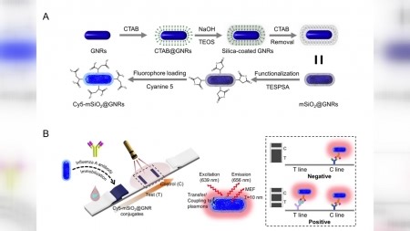 바이러스 감염 신속히 확인하는 항원진단기술 개발