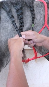 Join us braiding the mane! Here are some tips on our preferred braiding techniques. #horse #equine #mane #braiding #tips #equestrian #grooming | BioMane Products