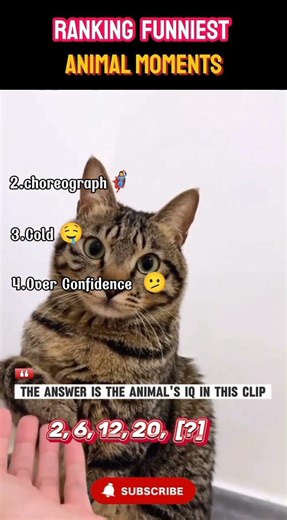 Ranking Funniest Animal Moments #viral #animal #funny