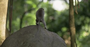 Crab-eating Macaque Macaca Fascicularis Known Long-tailed Stock Footage Video (100% Royalty-free) 3421226579 | Shutterstock