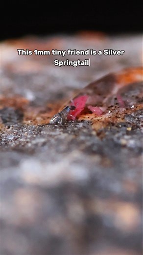 Springtail trying to break water surface tension