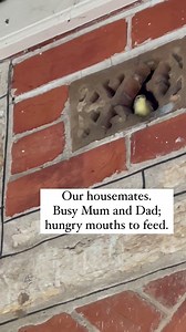 6.1K views · 344 reactions | Kate Morton on Reels | Facebook