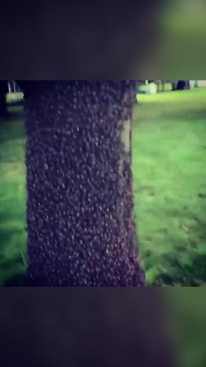 Spotted Lanternflies are a HUGE problem and they are coming to a town near you! #spottedlanternfly #pestcontrol #bugs #pestmanagement #homeownertips #homeowner #infestation #pests #insects #exterminator #bugspray #pestprevention #pestplan #pestsolutions #pestcontrolplan #pestfree #nomorebugs