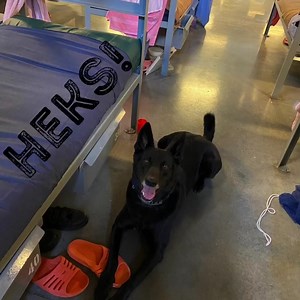 5.3K views · 332 reactions | Our K-9’s are instrumental in keeping narcotics out of our Auburn and South Placer Jails. The K-9’s routinely search the inmates' living quarters and incoming mail to ensure narcotics are not being smuggled into the jails. | Placer County Sheriff's Office | Facebook