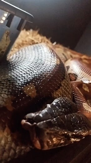 Ilha exotica on Instagram: "Julieta a nossa Python Brongersmai #pythonbrongersmai #cuidarepreservar #educacaoambiental #repteis"