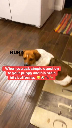 Loading response 😁🐾🐶🐕 #doglover #dog #doghumor #dogmoments #doglife | Mariya Page