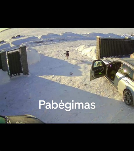 “LEISKIT MAN PABĖGT” - Jegis šiandien ryte #dog #runway #camera