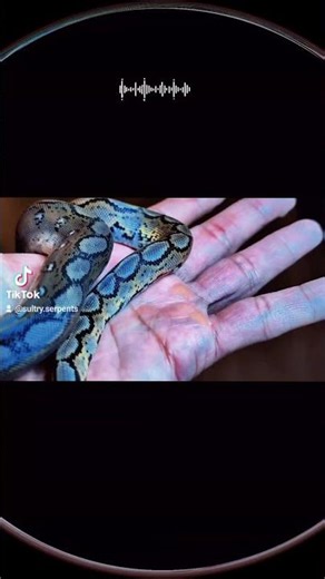 Baby after first shed || reticulated python || Iridescent snake #snake #reptiles #reticulatedpython