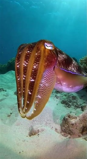 Mesmerizing Cuttlefish Color Change Underwater Drone #CuttlefishMagic