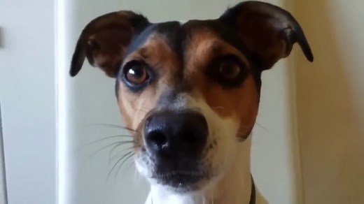 "Top 10 Hilarious Dog Barking Videos: Barks, Howls, and Laughter!"