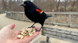 68K views · 4.6K reactions | The Red-winged Blackbirds are back! These birds can remember faces; I wonder if he remembers me? | Jocelyn Anderson Photography | Facebook