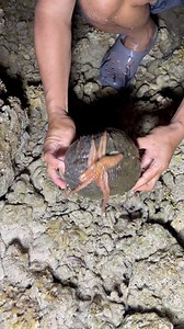 Red octopus | Ran Olivares