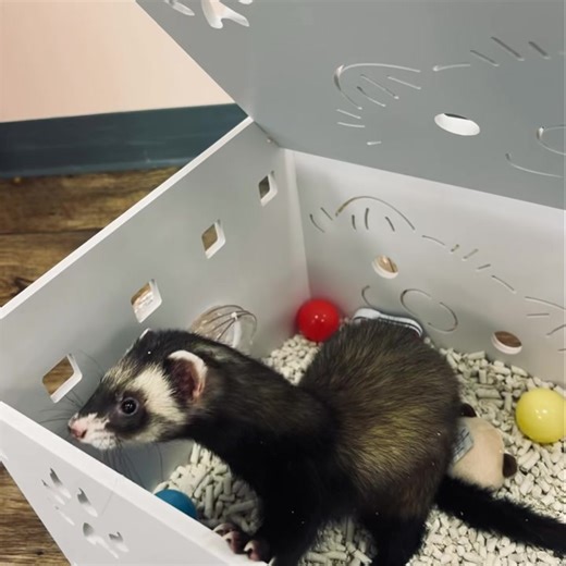NEW PRODUCT ALERT 🚨 The Small Pet Dig Box and Play Center. 🐾 Easy assembly, easy to clean, light weight PVC. The perfect spot for your small family pet to dig, burrow, play and nap. Kodo loves his. You can find yours at local professional pet retailers now. And online before the holidays. 🤞🏻 What would your #BFF put in their #digbox? And do you want a contest to win one? 🤔 #marshallferret #thebestpet #smallpetsofinstagram #ferretlove | Marshall Ferrets