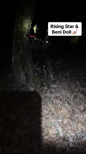 💅🏼 Beni Doll & Rising Star ⭐️ treed them one last night under the full moon. The wild sisters loved it. 10 months old. Snap x Pickles. #uchtmanbluetickfarm #huntinghound #coonhound #hawkbloodline #familyfarm