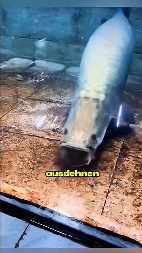 Der Arapaima – schneller als du denkst! 🐟