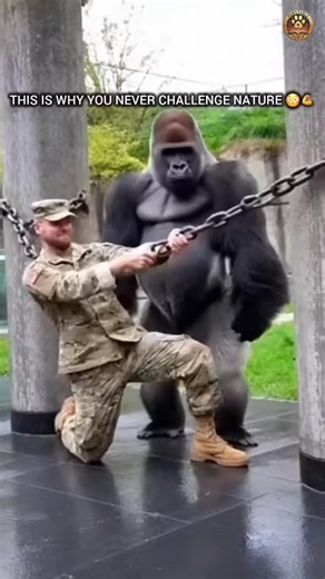 US Soldier Fails Hercules Hold But Gorilla Dominates Effortlessly