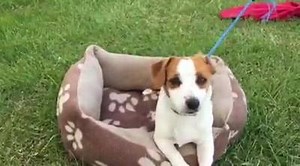 30 reactions | The ABC Gippsland Mornings team broadcast live from the Maffra Show this morning. Bridget Fitzgerald and Isabella Pittaway set up alongside the main arena at the Maffra recreation reserve and watched on as the early risers started setting up and preparing exhibits for a busy couple of days. Today the activities are focussed on horse events and the show gets into full swing tomorrow. | ABC Gippsland | Facebook