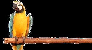 What is a Food Chain? - C.S.W.D