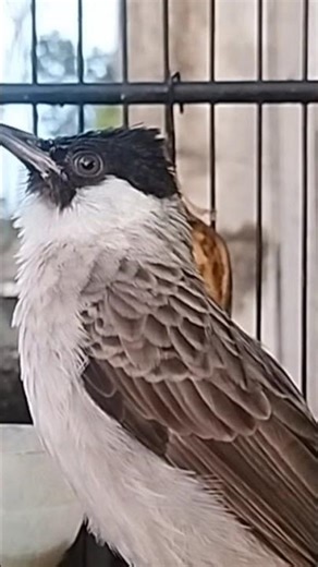 #trucukan #kutilangisiankacer #birds