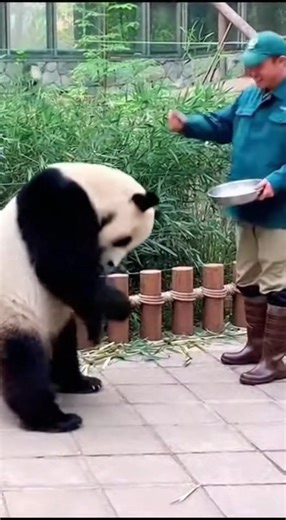 Hilarious Panda Dance Moves