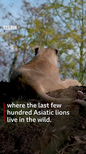 The Asiatic lions at Chester Zoo have moved house into a new enclosure! 🦁 It's designed to replicate the Gir Forest region of India, where the last few hundred live in the wild. | BBC Manchester
