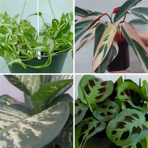 30 Best Indoor Plants That Will Instantly Brighten Any Space 🌿💚🪴 #Plantas #gardenlife #plantasdecasa #plantsofinstagram #garden #plantlover #gardening #gardener #plantbased #beautiful #indoorplants #beauty #gardendesign #plants #houseplants #house #plantslover #plantsmakepeoplehappy #gardeninspiration #gardens #plantbaseddiet #plantstagram #gardenlove #home #homedecor #homedesign #nature #naturelovers #naturephotography #reels #fyp #foryou | Decor & Beauty