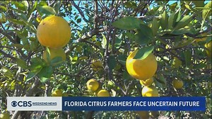 Florida’s citrus industry is in crisis, and orange juice prices are now at an all-time high. CBS News’ Cristian Benavides reports. | CBS Evening News