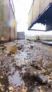 Each and every dog has their own skillset that adds value to the pack as a unit. Some mark well, some chase well and some even bring the dead bodies back to hand! Grace shows off her skillset for the camera in this clip; absolute destruction. | Suffolk and Norfolk rat pack