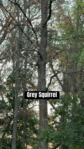 Do you know that difference? As a Northern MN squirrel hunter most of my life, I didn’t know the Fox Squirrel bark until I started squirrel hunting in SE MN. #squirrelhunting #squirrel | MN-Made Advenchures