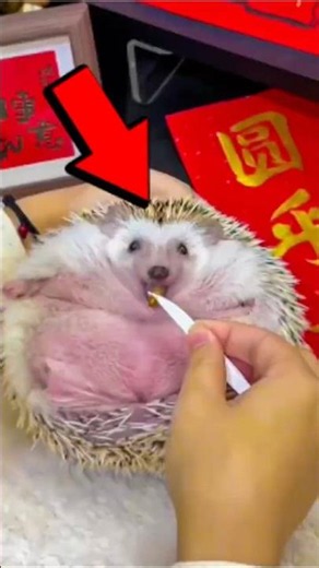 You Won't Believe These Hidden Facts About Hedgehogs! 🦔🤯 #shorts #animals #cute