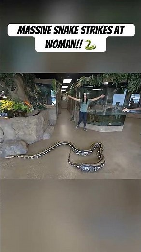 Python Attack! Super Close Call! 🐍👀😲
