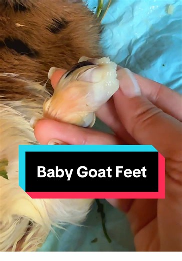 Soft baby goat feet🥹🐐 #eponychium #nigeriandwarfgoats #kiddingseason #kidwatch #babygoat