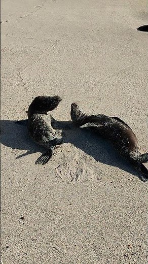 Morning at San Cristobal Island (Galapagos) Beach with Two Playful Sea Lion Pups