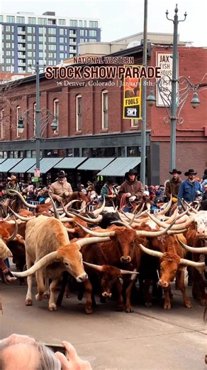 🐮 THE NATIONAL WESTERN STOCK SHOW PARADE IS THIS WEEK — GET ALL THE DETAILS BELOW 👇 SAVE THIS POST, SHARE IT WITH A FRIEND & WE’LL SEE YOU DOWNTOWN 🤠 One of the coolest and most iconic parades in the city is happening this Thursday, January 8th — the National Western Stock Show Parade is officially kicking off Stock Show season. If you’ve never experienced it, this is not your average parade. Think 30 Longhorn cattle walking straight through downtown Denver, real cowboys and cowgirls on horse